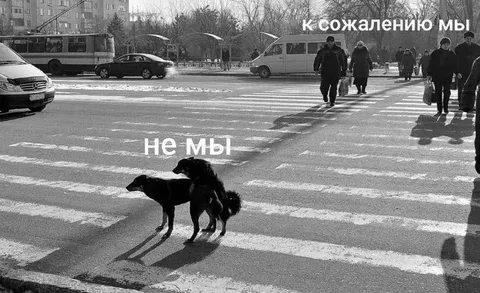 К сожалению, мы не мы
