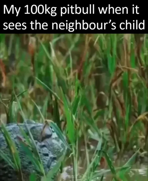 100kg Pitbull Sees Neighbour’s Child