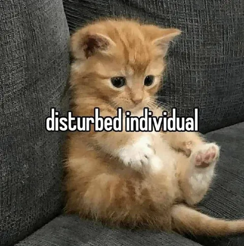 Disturbed Individual Kitten