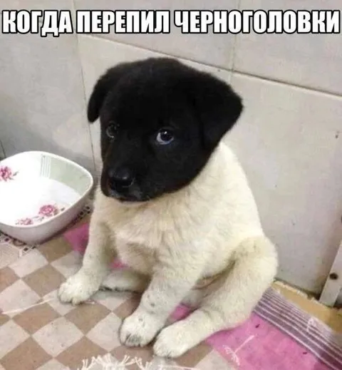 Когда перепил Черноголовки