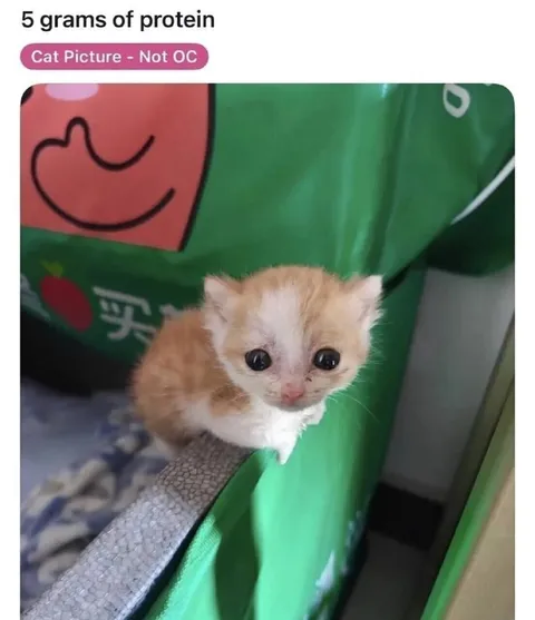 5 Grams of Protein Kitten