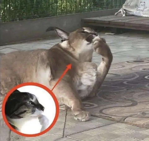Кот в теле большой кошки