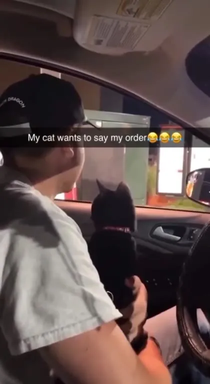 Cat Orders at the Drive-Thru