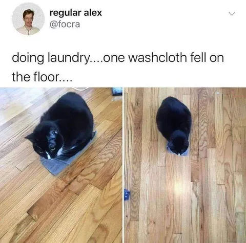 Cat Saves the Fallen Washcloth