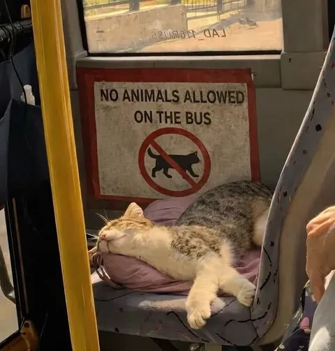 No Animals Allowed on the Bus