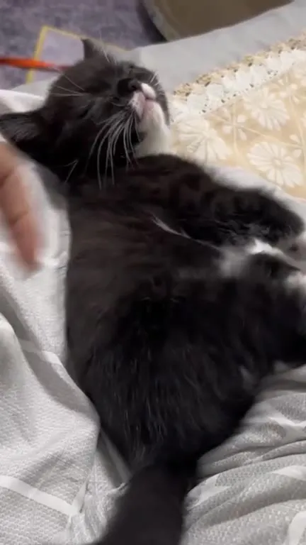 Кот наслаждается поглаживанием