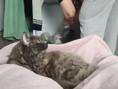 Кошка уютно лежит в пледе