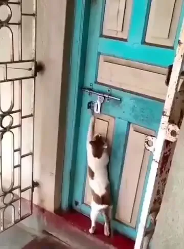 Cats Opening Doors to Escape