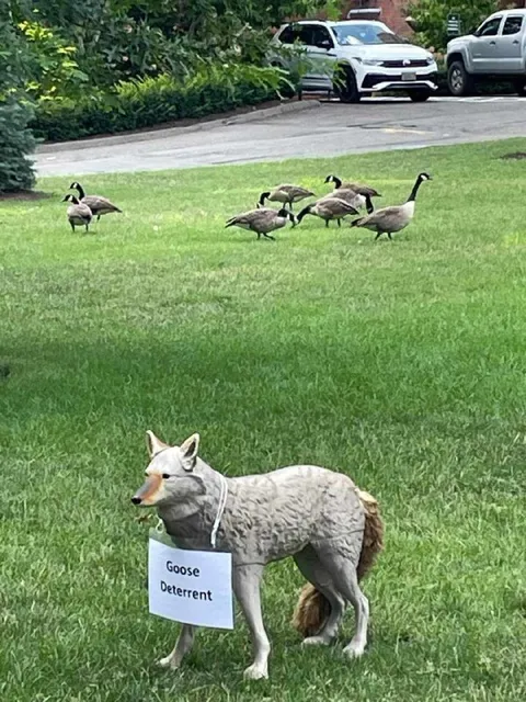 Goose Deterrent Fails