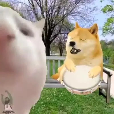 Кот и Доге танцуют под польку