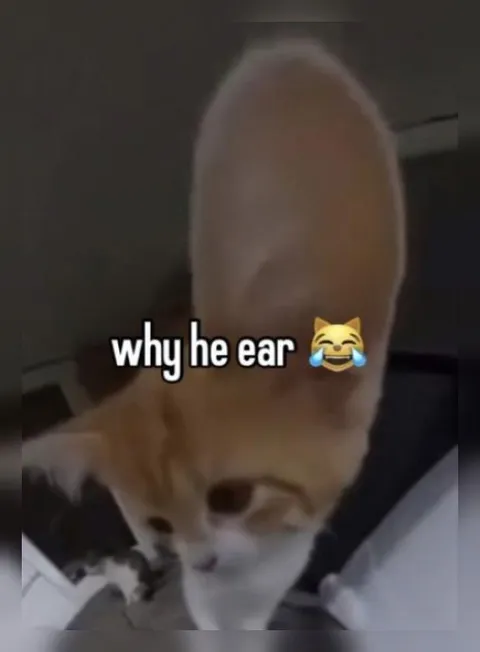 Why He Ear Cat