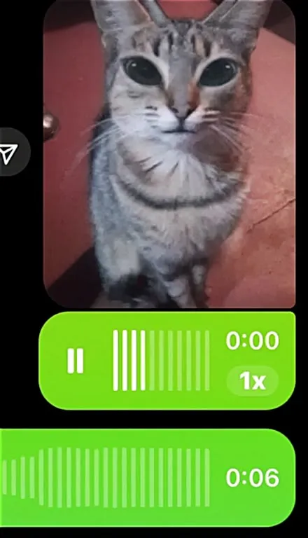 Кот с музыкальным сообщением