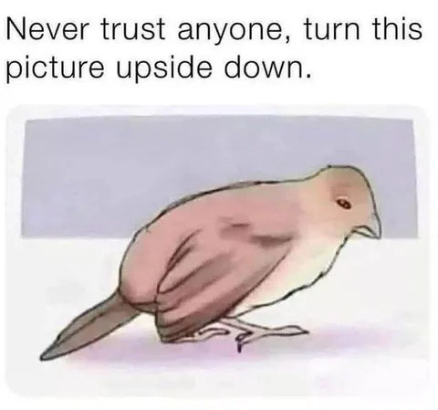 Never Trust Anyone Bird