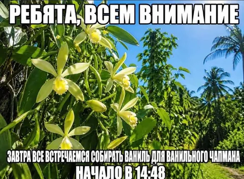 Сбор ванили для ванильного чапмана