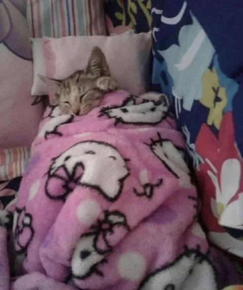 Котёнок уютно спит под пледом