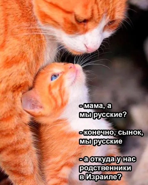 Рыжие коты и родственники в Израиле