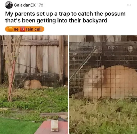 Possum Trap With One Brain Cell
