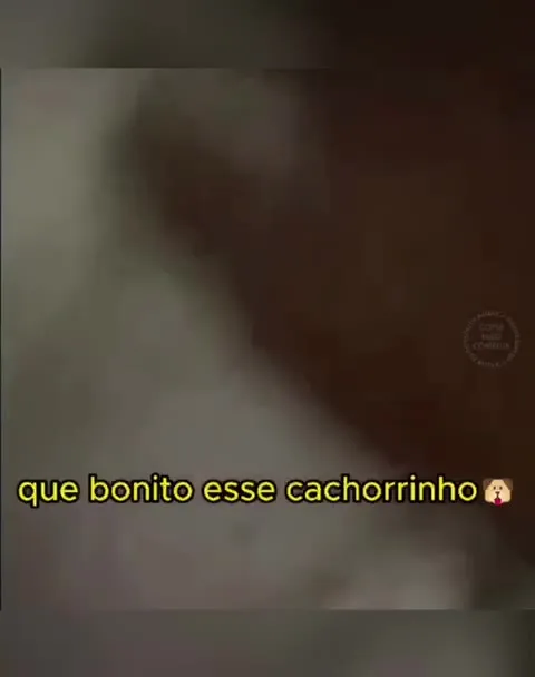 Cachorrinho bonito, mas desconfiado