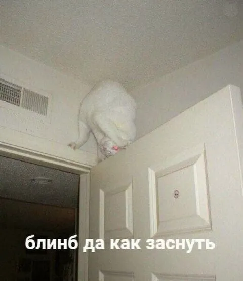 Кот не даёт заснуть