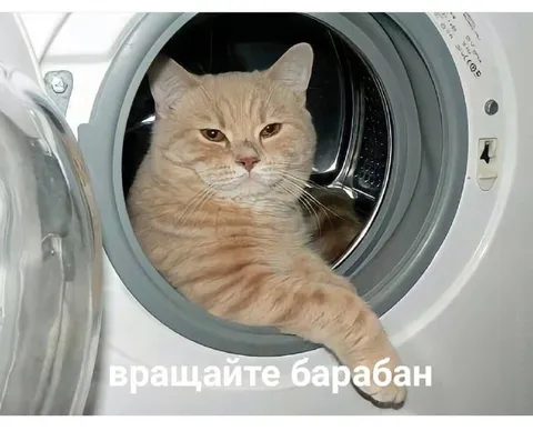 Кот в стиральной машине