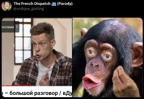 Большой разговор с шимпанзе
