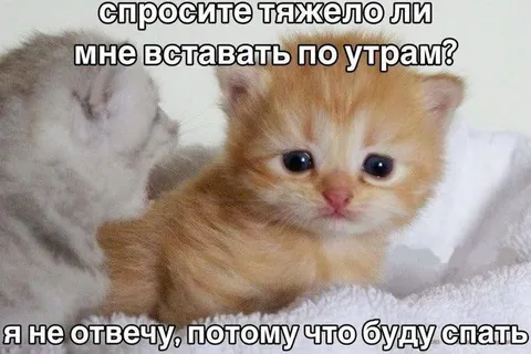Котёнок не хочет вставать