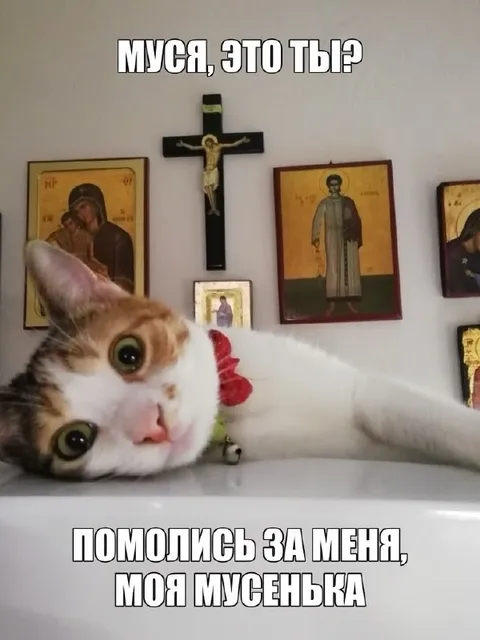 Кот-икона просит молитвы