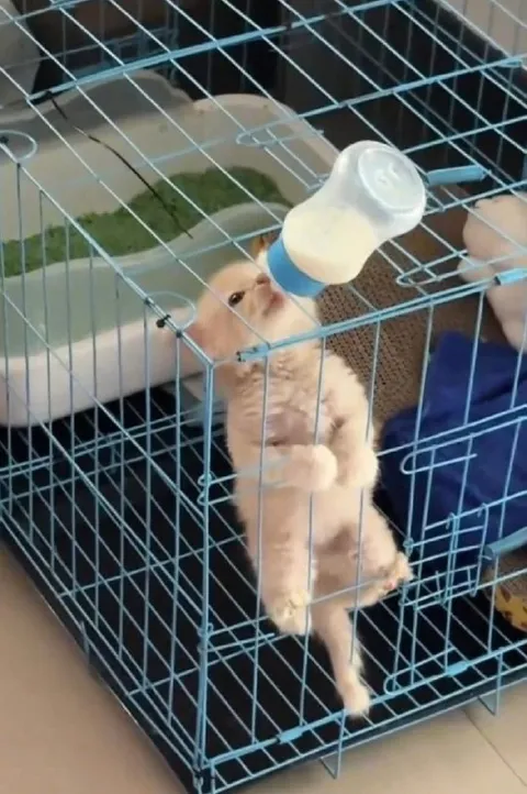 Котёнок пьёт из бутылочки