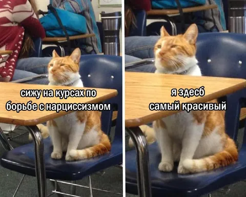 Кот на курсах по нарциссизму