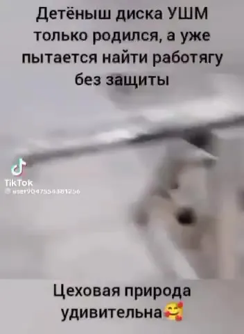 Детёныш диска ищет работягу