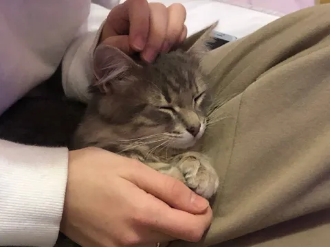 Котик уютно спит на руках