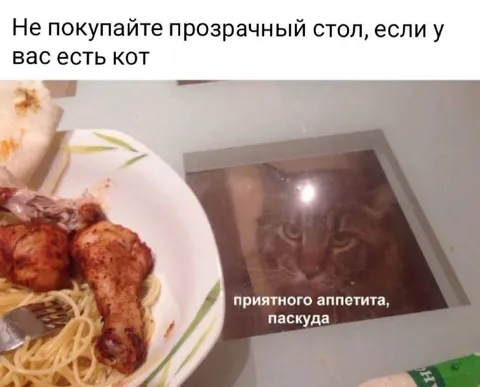 Кот под прозрачным столом