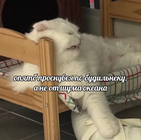 Кот проснулся по будильнику