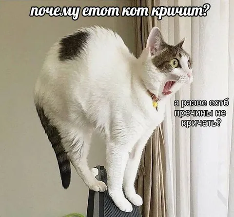 Почему этот кот кричит?