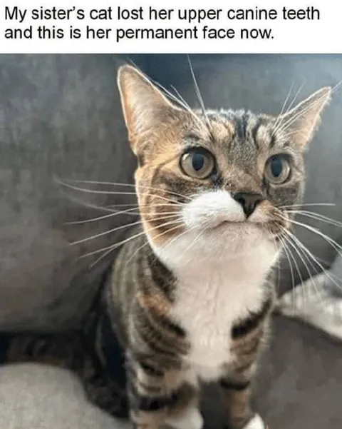 Cat With a Permanent Surprised Face