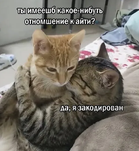 Закодированный котик