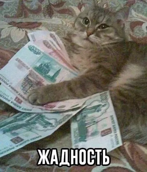 Жадный кот на деньгах