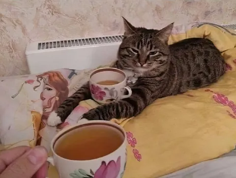 Кот пьёт чай в постели