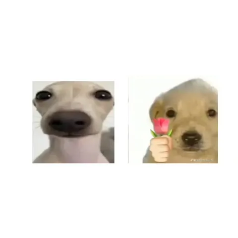 Cachorros trocando presentes