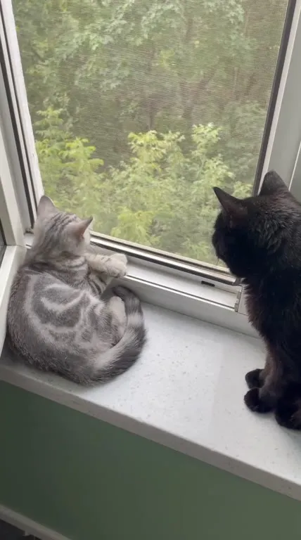 Коты слушают поезд за окном