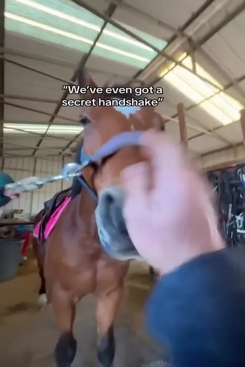Horse Secret Handshake