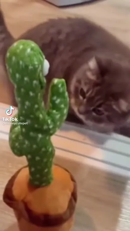 Кот знакомится с кактусом