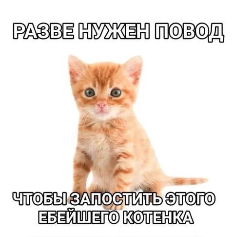 Повод запостить котенка
