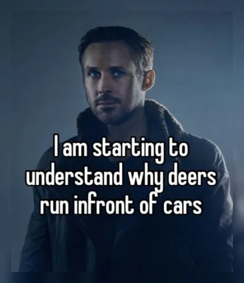 Starting to Understand Deer
