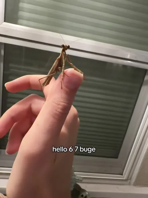 Hello 6 7 Buge
