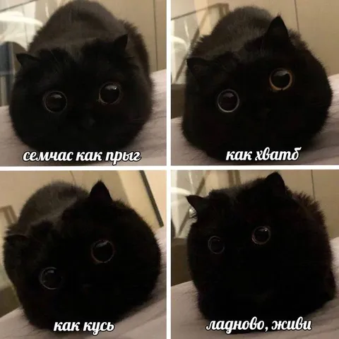 Кот просит семечки