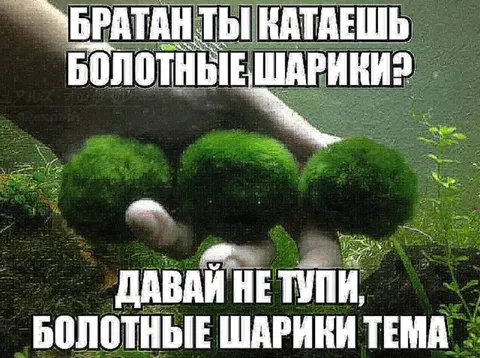 Болотные шарики — тема