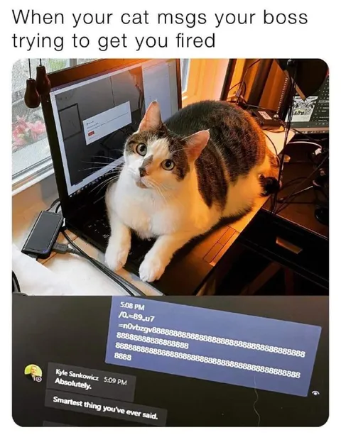 Cat Tries to Get You Fired