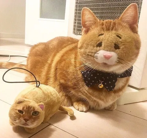 Кот и игрушечная мышь