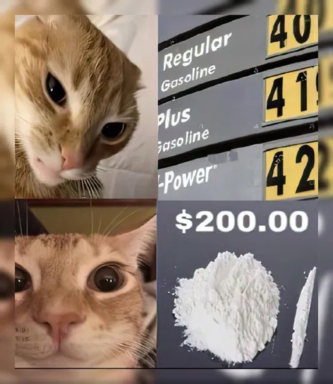 Cat Sees Gas Prices and Cocaine